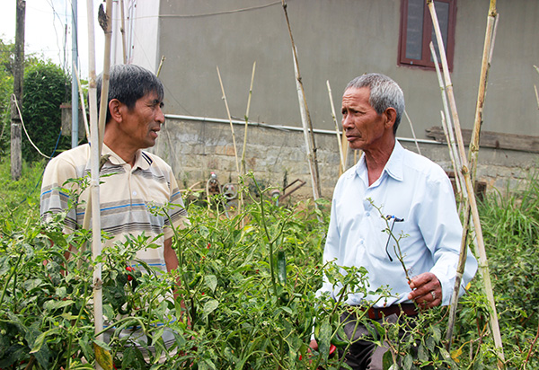 Ông Tou Prong Dzung (bìa phải) tới thăm hỏi người dân trồng ớt sừng trong thôn vì từ tết tới nay, ớt sừng liên tục mất giá. Ảnh: N.Ngà