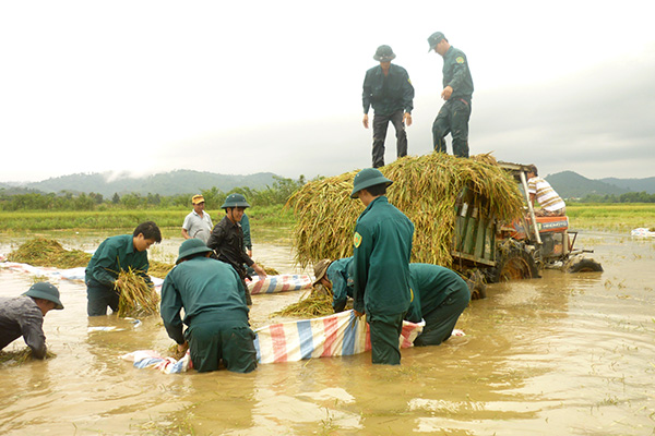 Lực lượng dân quân tự vệ giúp dân thu hoạch lúa chạy lũ. Ảnh: Tứ Kiên