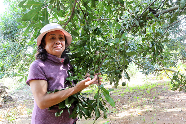 Bà Lan (vợ ông Ba) trong vườn mắc ca 10 năm tuổi - cho trái “khủng” và năng suất vượt trội của gia đình. Ảnh: Lê Hoa