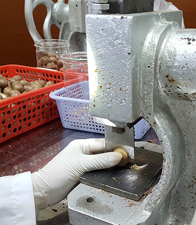 Tách hạt mắc ca - công đoạn quan trọng trong sản xuất hạt mắc ca sấy khô. Ảnh: Lê Hoa