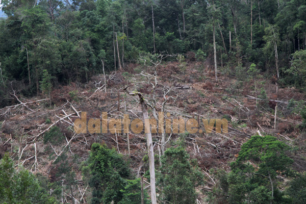 Hàng ngàn cây gỗ bị đốn hạ nằm la liệt. Ảnh: Khánh Phúc