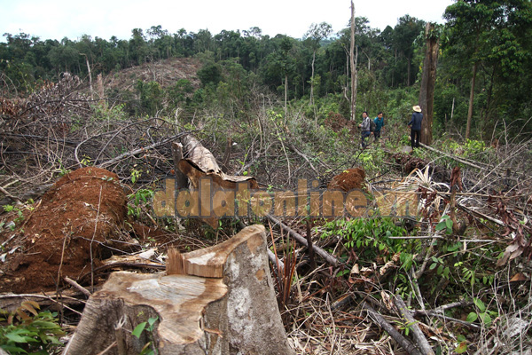 Hiện trường gần 7 ha rừng tự nhiên bị lâm tặc đốn hạ ở Tôn K'Long