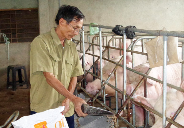 Cựu chiến binh Nguyễn Ngọc Viên bên đàn lợn của gia đình. Ảnh: D.Danh