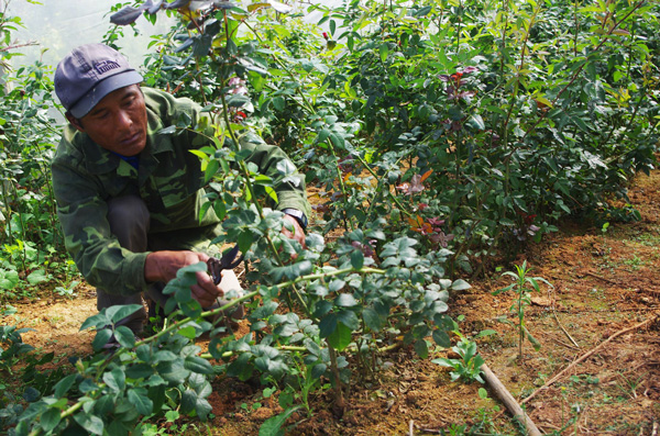 Cựu chiến binh Lơ Mu Ha Hang chăm sóc mô hình trồng hoa hồng trong nhà kính của gia đình. Ảnh: D.Nguyễn