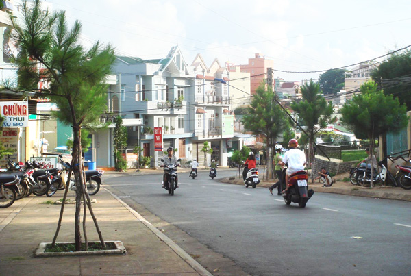 Hàng thông non trên đường Thống Nhất thành phố Pleiku tám năm trước. Ảnh: Nguyễn Hàng Tình