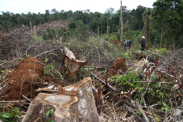 Hiện trường vụ phá rừng nghiêm trọng tại Tôn K’Long (xã Quảng Trị, huyện Đạ Tẻh)