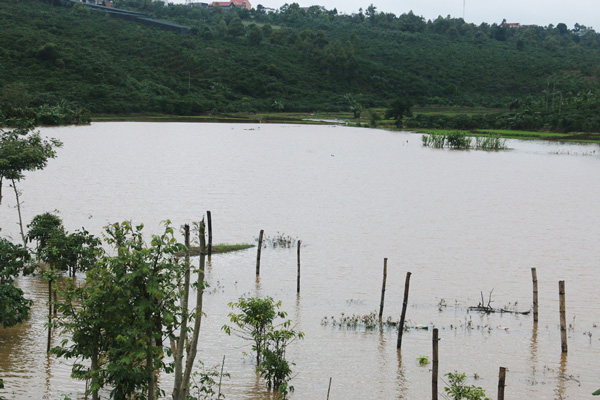 Diện tích lúa của xã Tân Nghĩa bị ngập úng do mưa bão (ảnh chụp ngày 27/7)