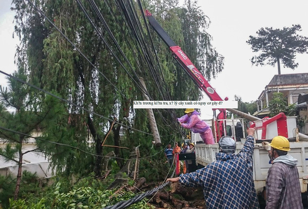 Lực lượng chức năng khắc phục sự cố cây xanh gãy đổ tại Đà Lạt