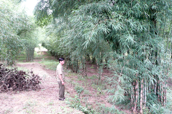 Trồng tre tầm vông thay thế vườn điều tại xã Hương Lâm. Ảnh: V.Trọng
