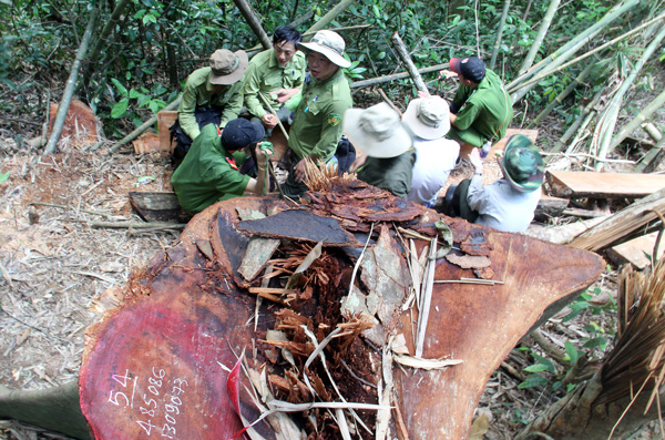 Nhiều chục lượt KL rất vất vả trong nhiều ngày điều tra, khám nghiệm vụ phá rừng nghiêm trọng tại Bảo Lâm năm 2016. Ảnh: M.Đạo