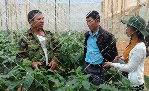 Cựu chiến binh Phạm Tấn Phúc (bên trái) đang chia sẻ về kinh nghiệm trồng ớt chuông. Ảnh: N.Minh