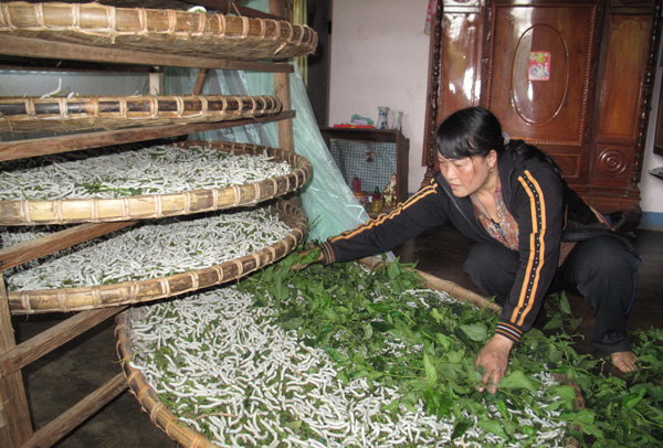 Các tổ phụ nữ liên kết sản xuất hiệu quả ở Lâm Hà