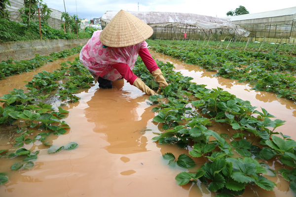 Nhà cửa, rau, hoa của người dân Đà Lạt bị nước mưa gây ngập. Ảnh: Thụy Trang