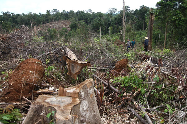 Hiện trường vụ phá rừng quy mô lớn tại Tôn K’Long (xã Quảng Trị, Đạ Tẻh)