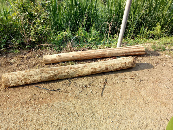 Các long gỗ có chiều dài từ 2 m đến 2,5 m được thu giữ tại hiện trường
