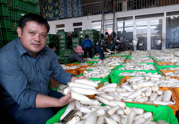Anh Nguyễn Văn Đoàn bên xưởng sơ chế củ cải trước khi xuất bán. Ảnh: V.Báu