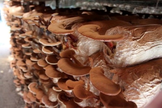 Nấm linh chi đỏ phù hợp với điều kiện khí hậu thổ nhưỡng Đà Lạt - Lâm Đồng phát triển tốt, nhất là được nuôi trồng trên giá thể mùn cưa gỗ quế