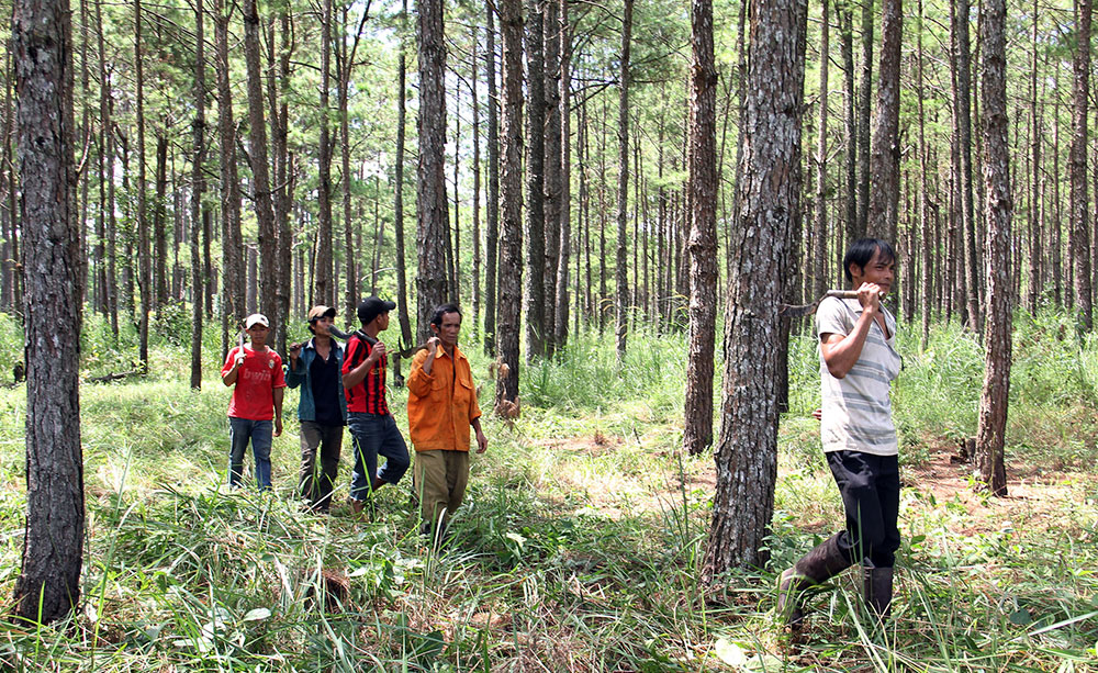 Quản lý, bảo vệ rừng trồng Thông 3 lá ở Bảo Lâm. Ảnh: M.Ðạo