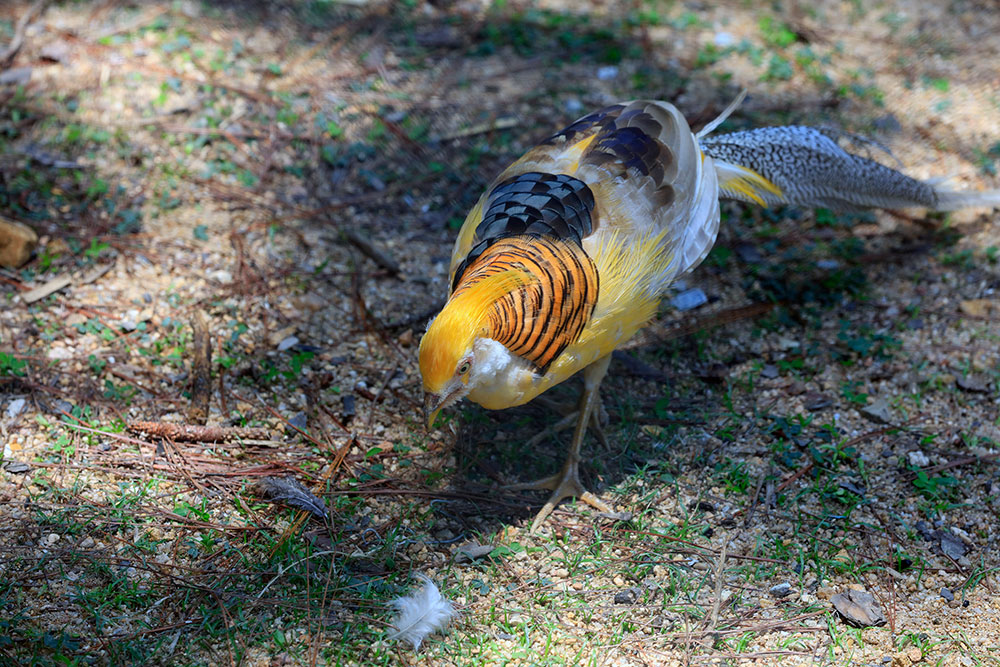Chim trĩ vàng – loài chim có sắc màu đẹp nhất trong các loài chim