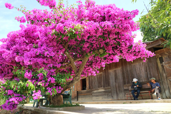 Ngẩn ngơ trước vẻ đẹp cây hoa giấy ở ngoại ô Đà Lạt - Báo Lâm Đồng điện tử