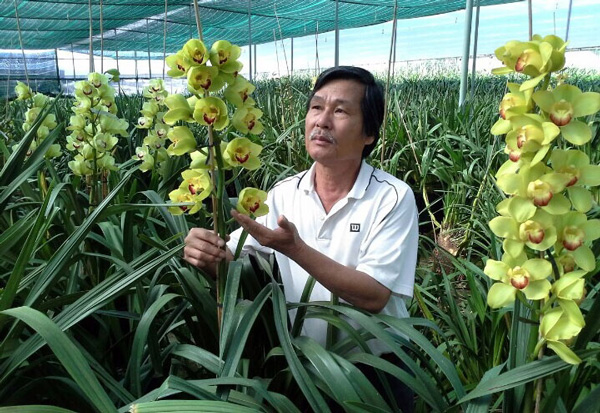 Ông Đoàn Văn Quỳnh (Vạn Kiếp, Phường 8, thành phố Đà Lạt) - dù tuổi đã cao nhưng hàng ngày ông vẫn dành thời gian chăm sóc vườn lan, trở thành mô hình kinh tế giỏi của thành phố. Ảnh: N.Thu