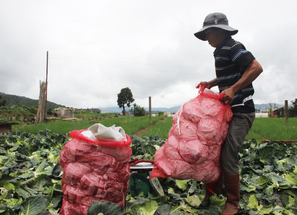 Phát triển cây rau thương phẩm đem lại thu nhập cao cho người dân Đơn Dương. Ảnh: H.Y