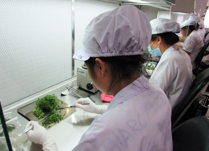 Hơn 50 cơ sở sản xuất mỗi năm 45 triệu cây giống rau, hoa nuôi cấy mô theo nhu cầu nhân rộng “cánh đồng 05” ở Lâm Đồng