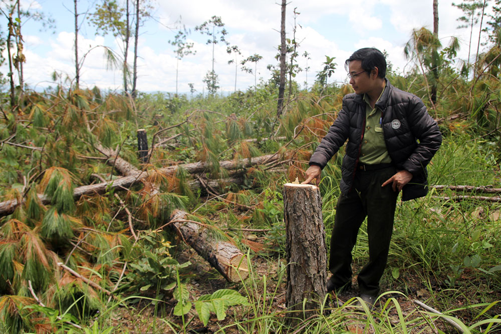 Hàng loạt rừng của các dự án cho thuê đất rừng ở Đức Trọng bị tàn phá. Ảnh: H.Y