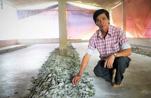  Trưởng thôn Nguyễn Thành Lũy, người tiên phong đưa cây dâu tằm vào trồng “gỡ khó” cho Đạ Tồn