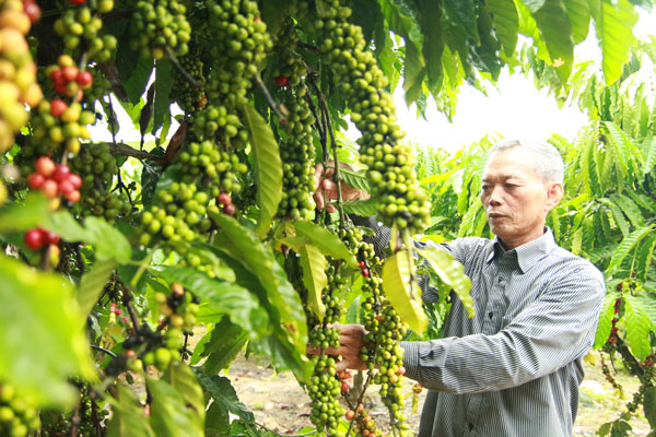 Ông Vượng hiện nay đang phát triển mô hình xen canh cây ăn quả trong vườn cà phê để nâng cao giá trị sản xuất