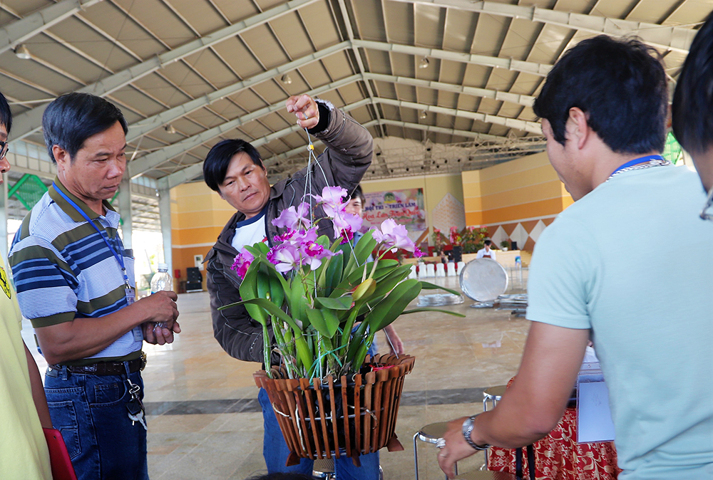 Thu hút người yêu hoa lan của hơn 50 tỉnh, TP về tham gia tranh tài