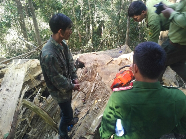 Công bị bắt quả tang khi đang cưa hạ gỗ bạch tùng tại tiểu khu 250 xã Phúc Thọ, huyện Lâm Hà. Ảnh: Hoàng Thạch