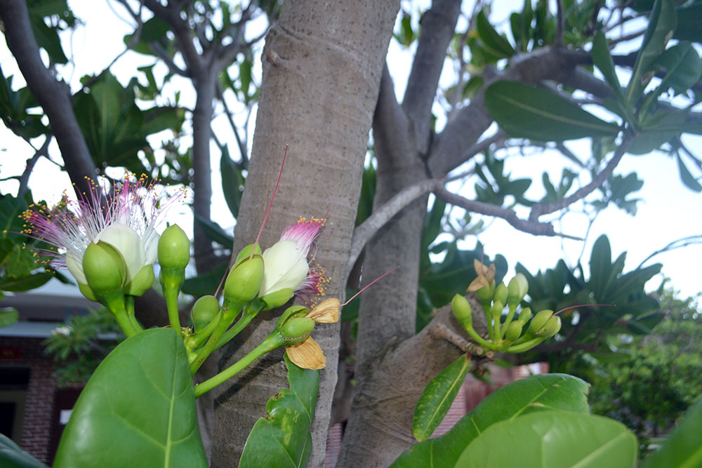 Hoa bàng vuông trên đảo Trường Sa Lớn