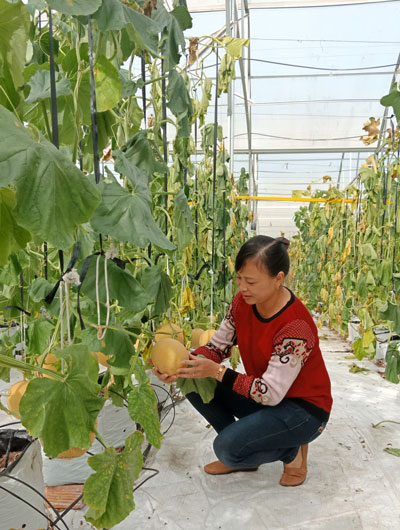 Dưa gang chất lượng cao được trồng trong nhà kính tại mô hình du lịch canh nông HTX Thịnh Phát