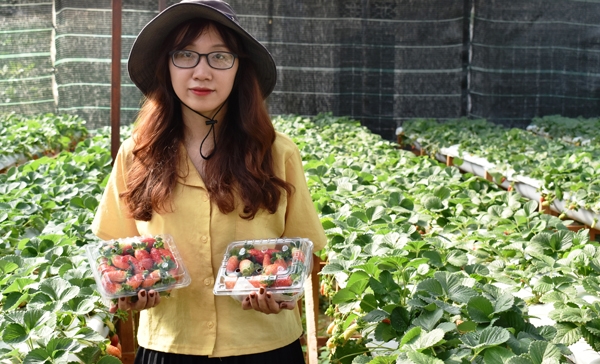 Trong 3 ngày Tết Kỷ Hợi vừa qua, mỗi ngày Vườn Dâu tây Bình Yên Đà Lạt bán trực tiếp du khách 30- 40 kg trái dâu tây tươi