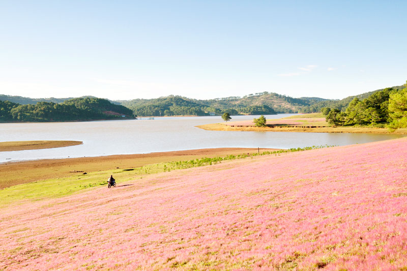 Cỏ hồng, thông xanh và hồ nước trong vắt là linh hồn của KDLQG Đan Kia - Suối Vàng. Ảnh: Võ Trang