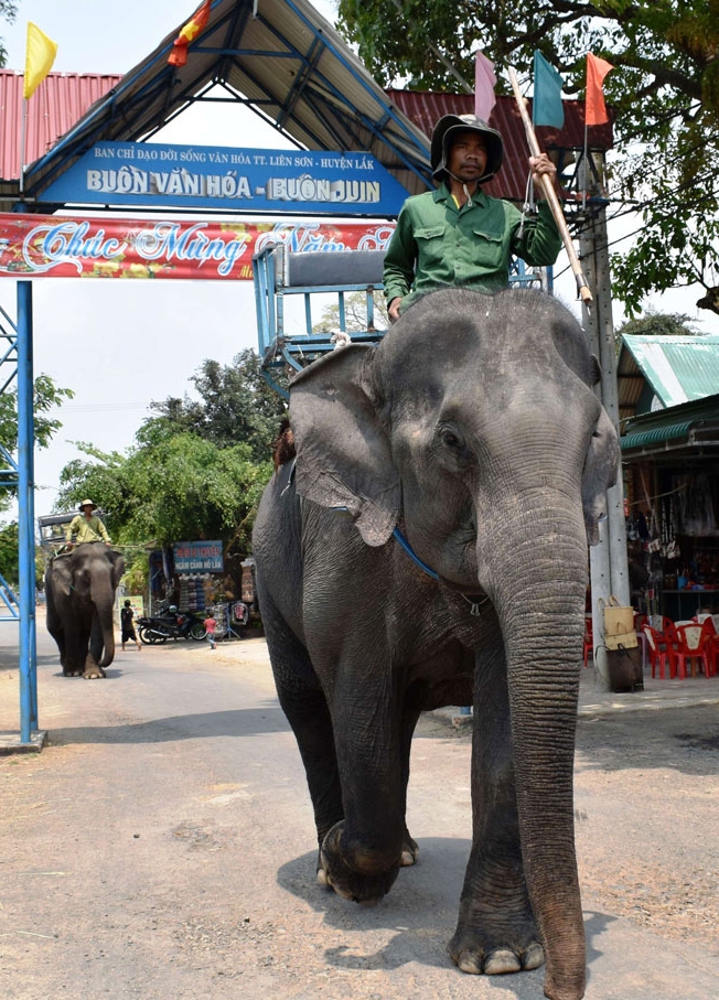 Điều khiển voi đưa khách du lịch thưởng ngoạn thắng cảnh hồ Lắk