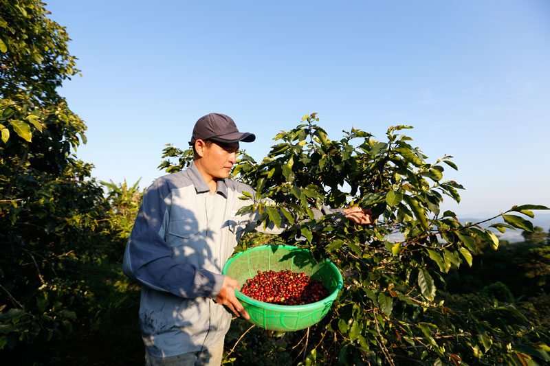 Anh Nguyễn Phi Hảo hái những trái cà Arabica còn sót lại trong vườn.  Năm nay anh giành giải nhất Cuộc thi Chung kết tuyển chọn chất lượng cà phê Arabica của UCC GROUP tại Việt Nam lần thứ 5