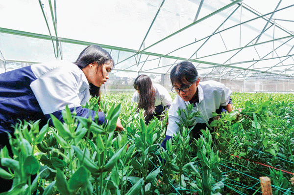 Học sinh Khối 11 Trường Phổ thông Dân tộc nội trú tỉnh Lâm Đồng chăm sóc vườn hoa trong nhà kính sắp đến ngày thu hoạch. Ảnh: G.Thịnh