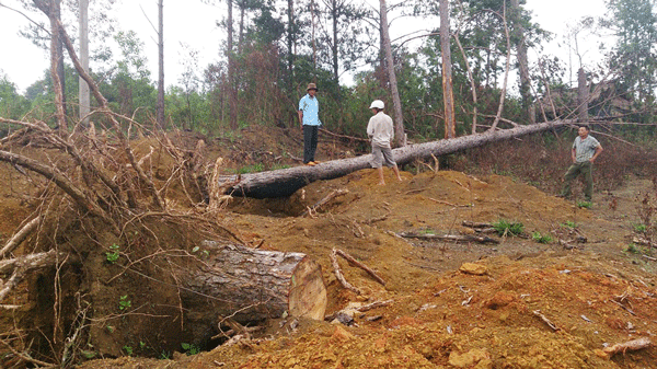 Hình ảnh rừng cộng đồng bị tàn phá mà Báo Lâm Đồng đã từng phản ánh trước đây. Ảnh: Ð.Anh