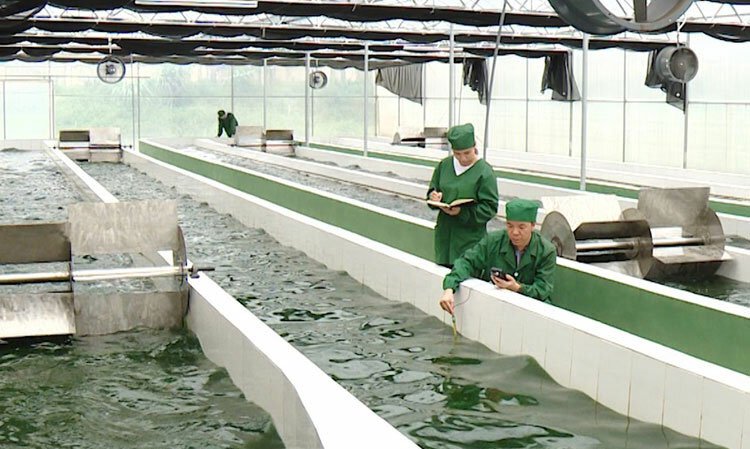 Khu nuôi trồng tảo xoắn Spirulina VNU A03 tại Viện nghiên cứu và ứng dụng công nghệ cao Hòa Lạc