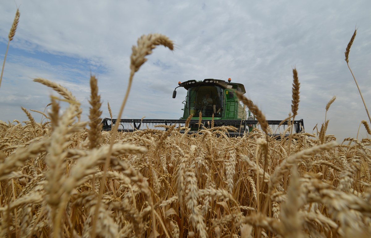 Thu hoạch lúa mì tại vùng Stavropol, miền nam nước Nga. (Ảnh: AFP/TTXVN)