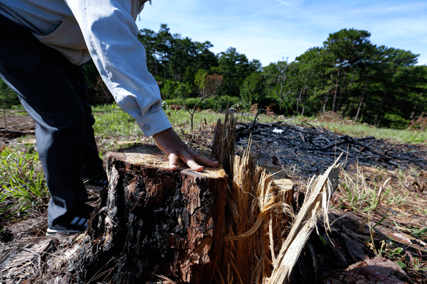 Thông rừng cổ thụ bị đầu độc khoảng 40-45 tuổi, đường kính 40-7 cm