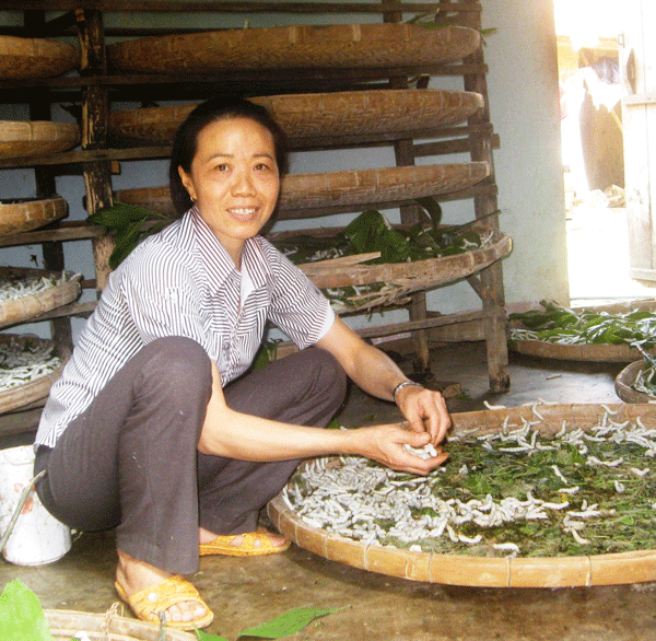 Nghề trồng dâu nuôi tằm đang mang lại thu nhập cao cho nông dân Đạ Tẻh. Ảnh: T.Chu