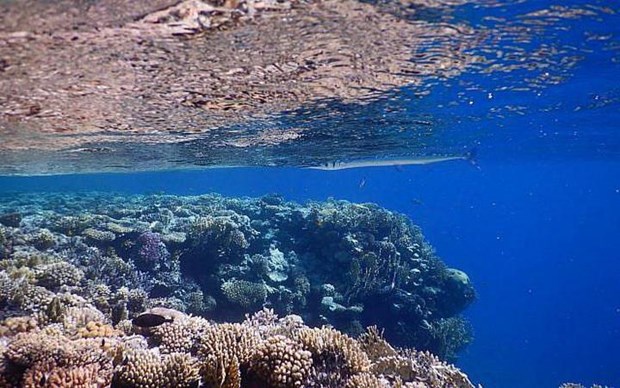 Đại dương sẽ mất đi gần 20% số sinh vật biển do biến đổi khí hậu