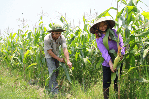 Bà con dân tộc thiểu số xã An Nhơn, huyện Đạ Tẻh chuyển đổi mùa vụ sang trồng 2 vụ lúa, 1 vụ bắp. Ảnh: Hữu Sang