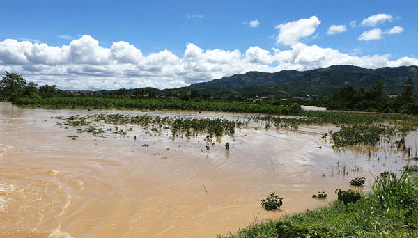 Nước lũ ngập trắng xóa một vùng lớn cây trồng tại Thôn 7 (xã Đại Lào)