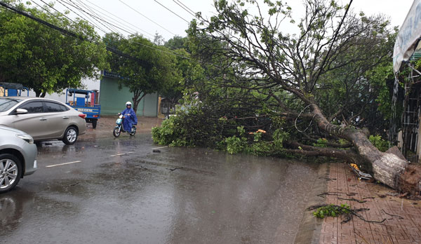 Cây nhãn cổ thị bị gió quật ngã trên đường Nguyễn Công Trứ (đoạn qua Chợ khu 6, phường 2)
