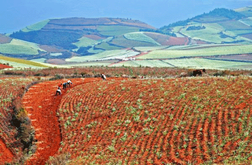 Đất đỏ bazan, đặc trưng của Tây Nguyên. Ảnh tư liệu
