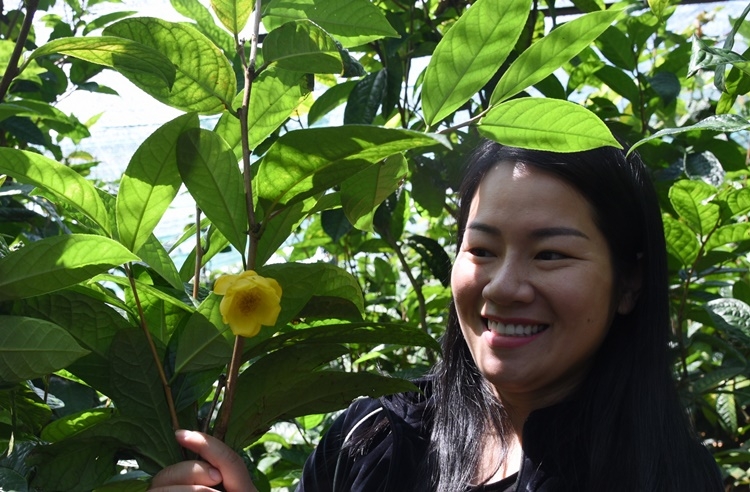 Trường ĐH Đà Lạt được một cá nhân tặng 3.000 cây trà hoa vàng